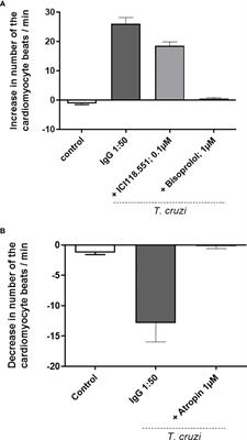 Functional antibodies against G-protein coupled receptors in Beagle dogs infected with two different strains of Trypanosoma cruzi